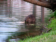beaver6